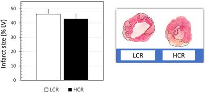 Augmented Cardiac Mitochondrial Capacity in High Capacity Aerobic Running “Disease-Resistant” Phenotype at Rest Is Lost Following Ischemia Reperfusion